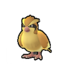 Pidgey